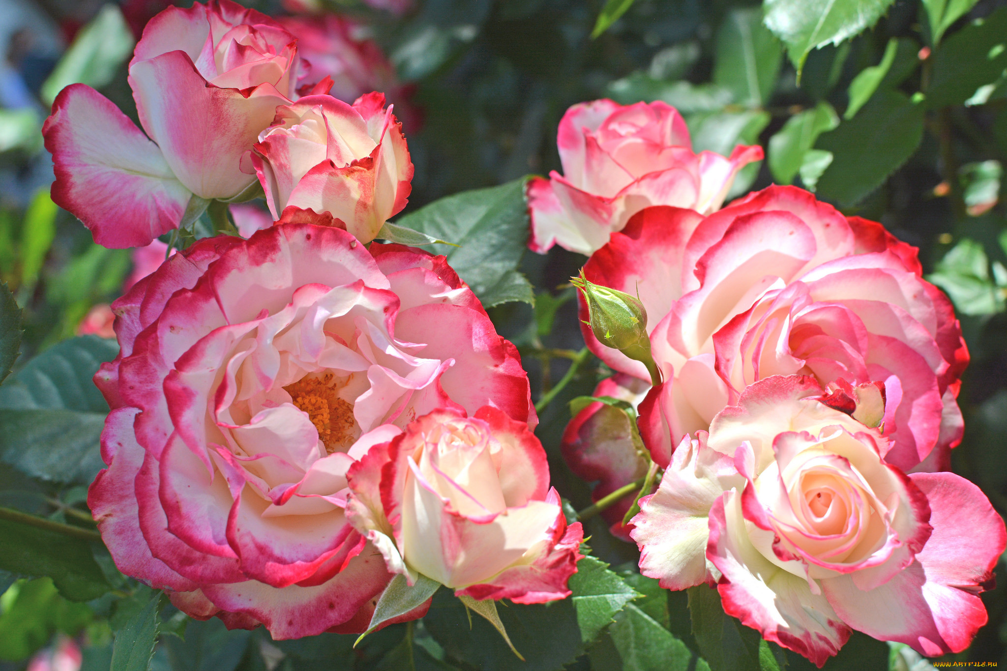 , , , , , , , rose, bud, petals, leaves, blossoms